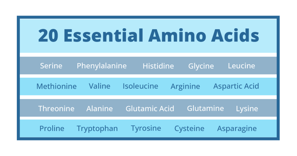 Table naming the 20 different types of amino acids
